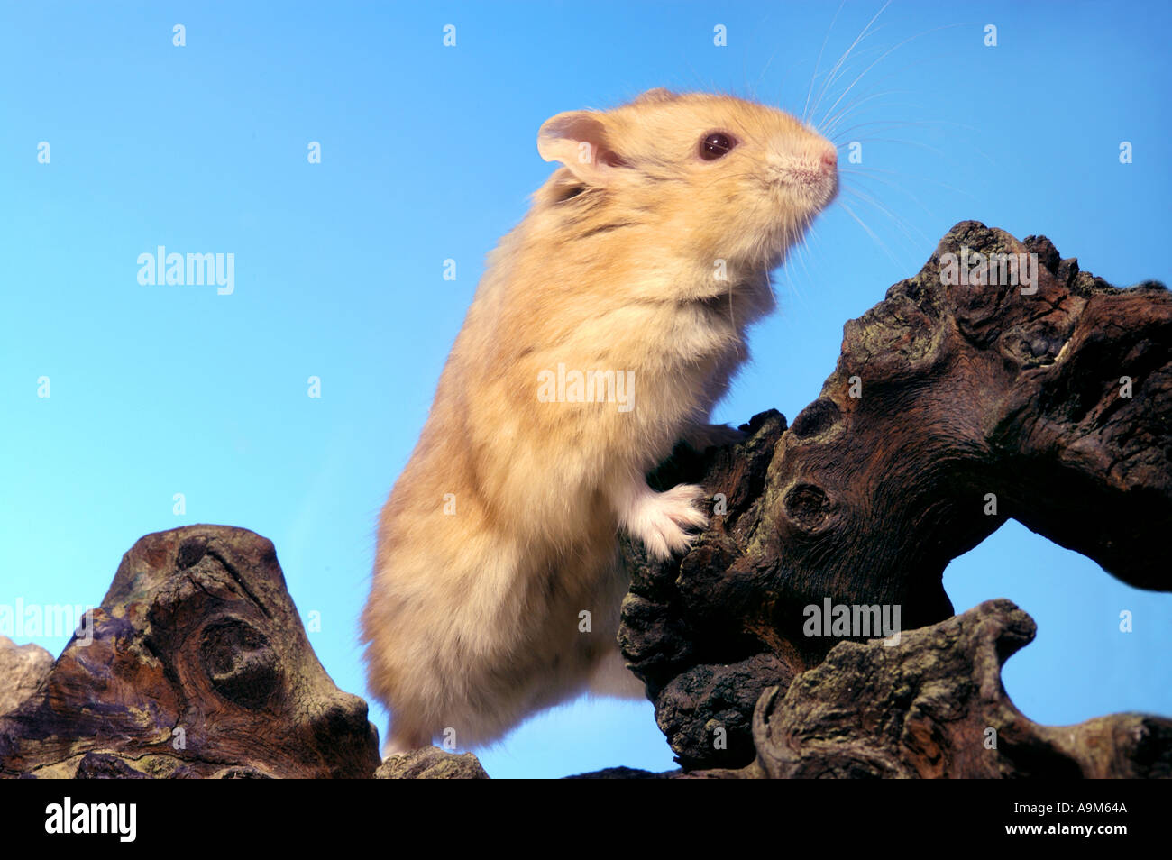 Animal pet home attitude stretch stable goldhamster gold zoo hi