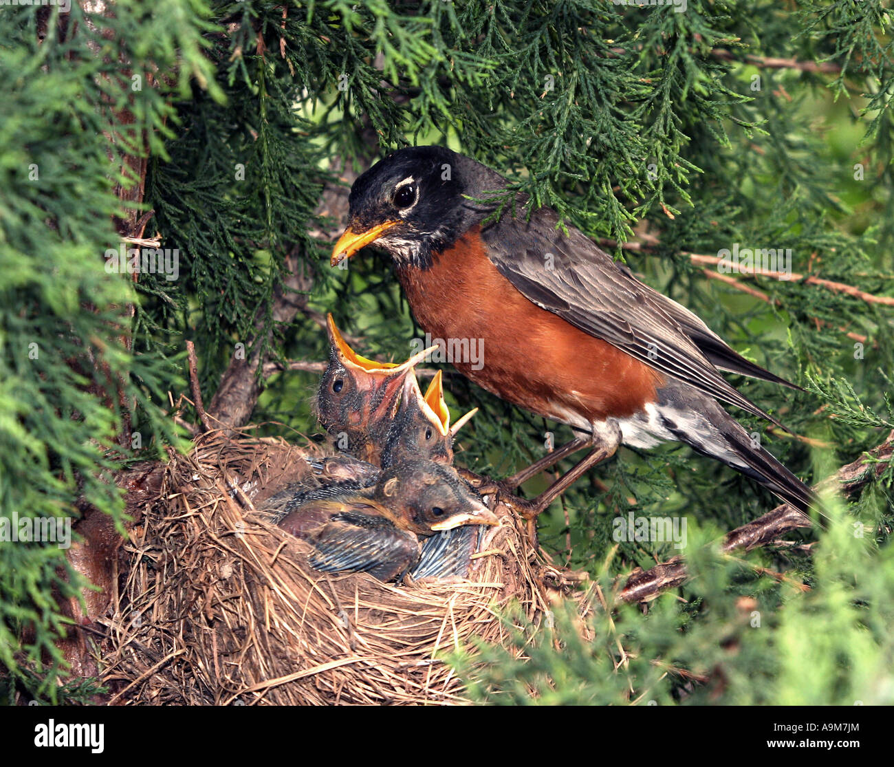 A mother Robin feeding her chick Stock Photo Alamy