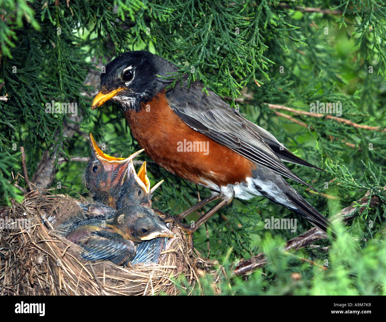 Mother robin hires stock photography and images Alamy