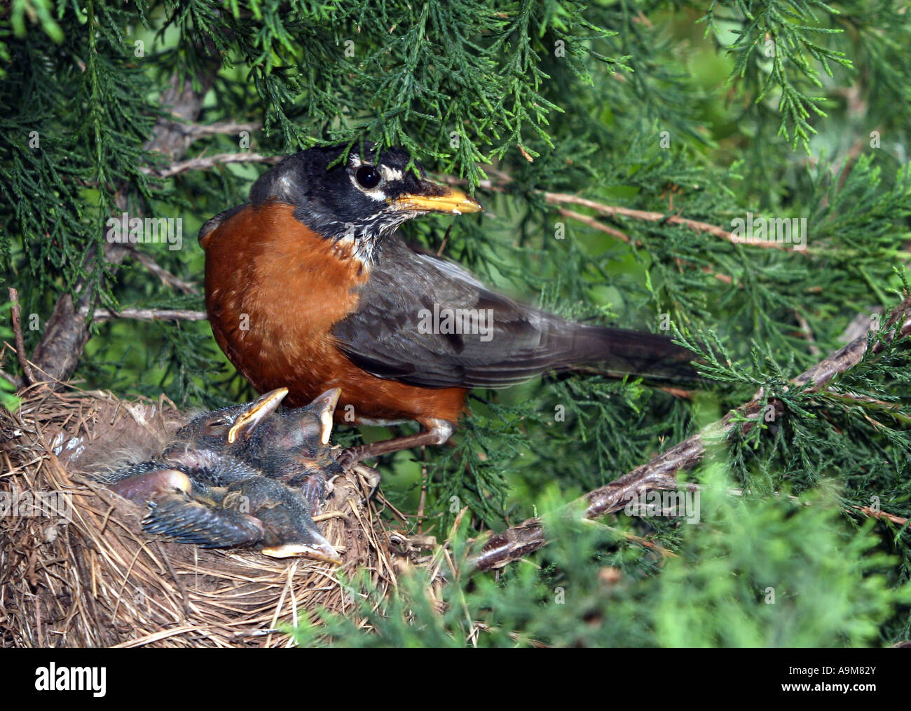 Mother robin hi-res stock photography and images - Alamy