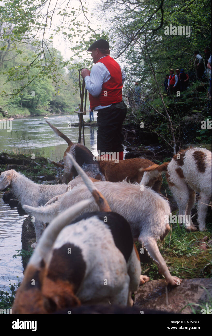 Mink hunting in the Gwaun valley Pembrokeshire Stock Photo - Alamy