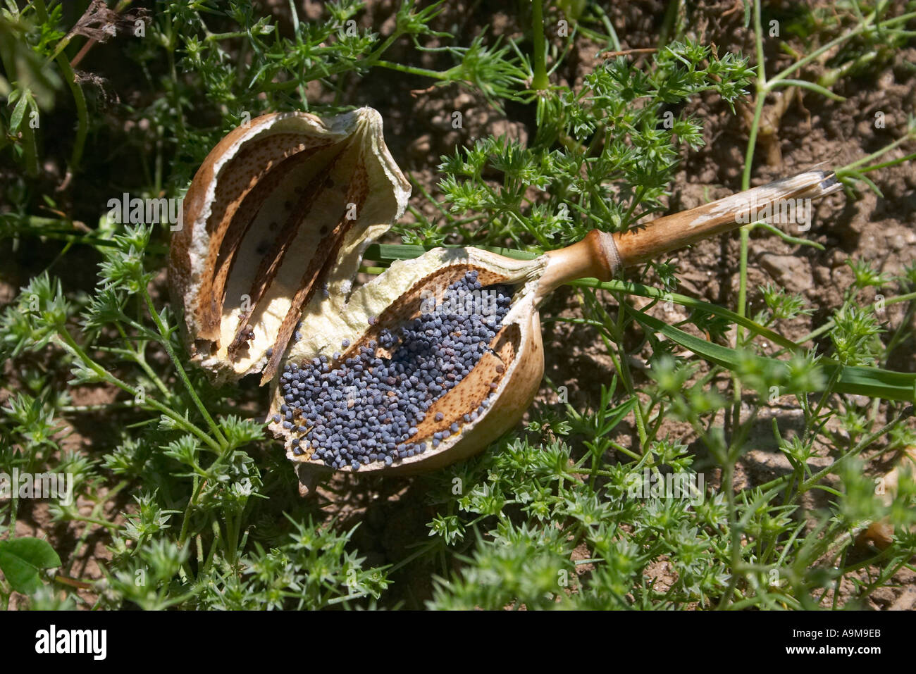 poppy seed Stock Photo