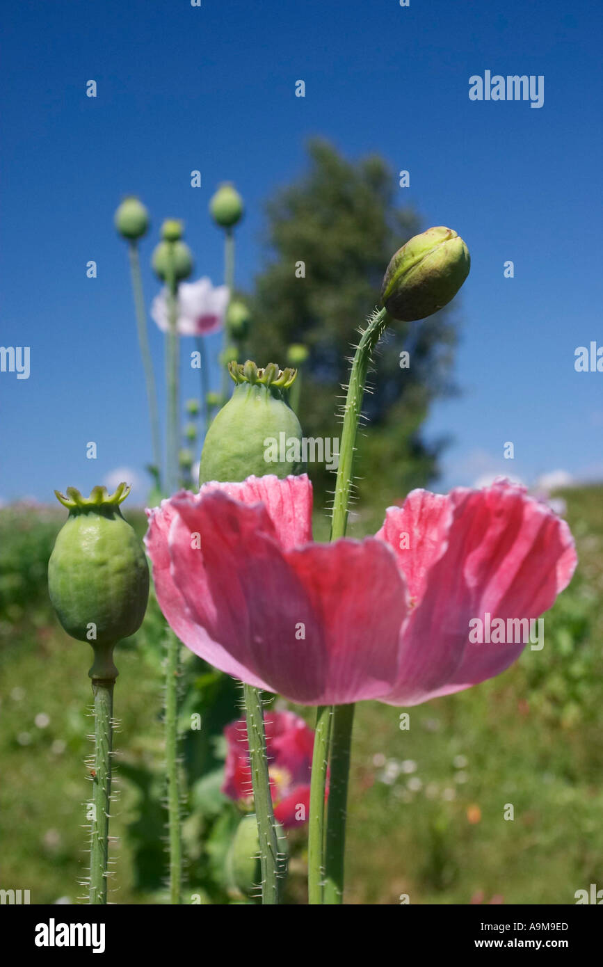 Poppy flowers bloom hi-res stock photography and images - Alamy
