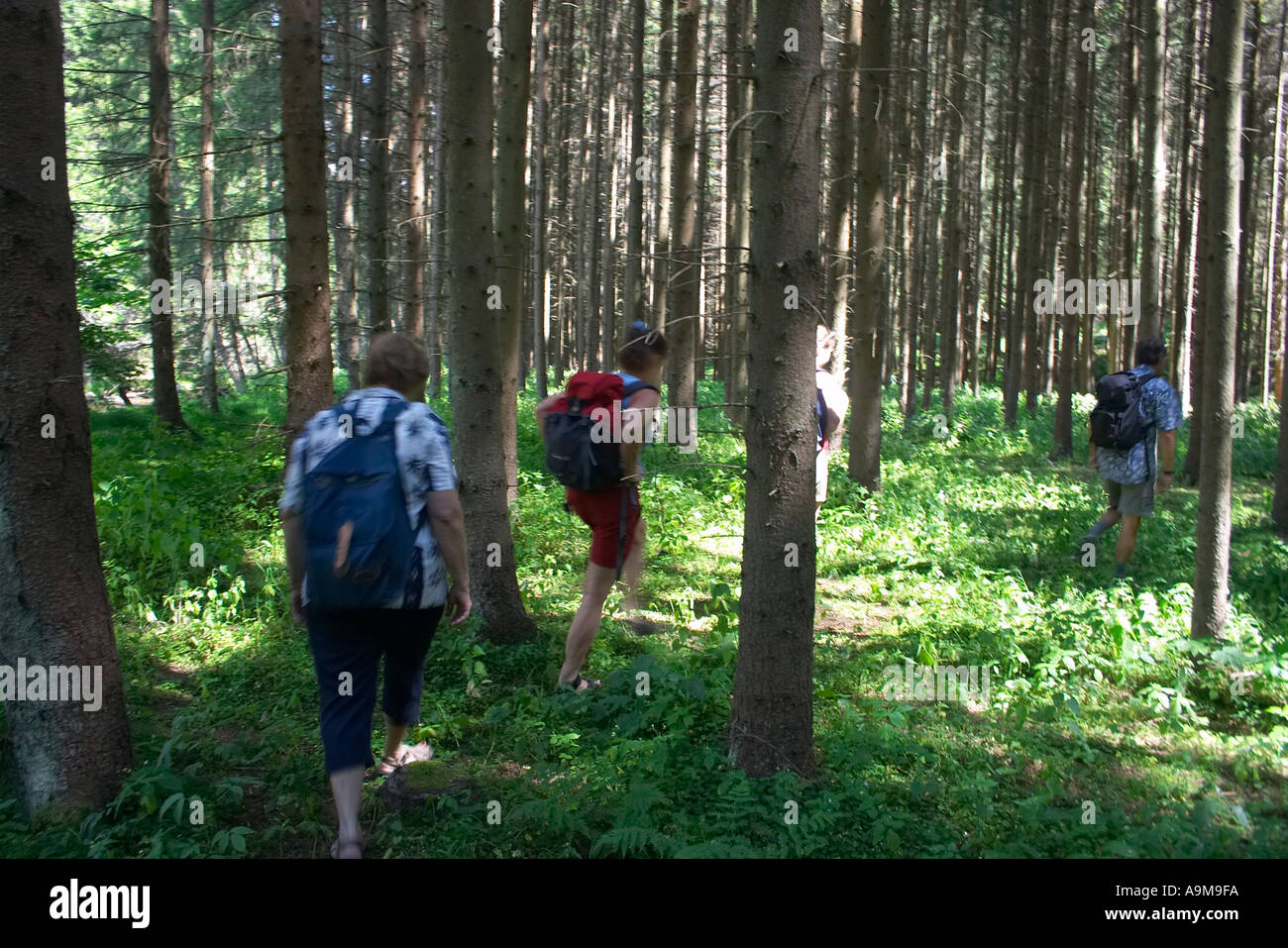 People walking forest hi-res stock photography and images - Alamy