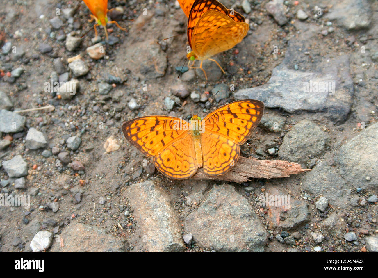 Colorful butterflies on a river side Stock Photo