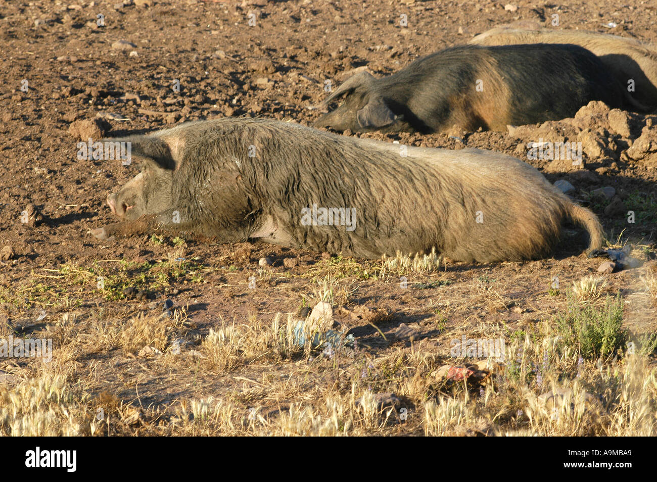 dirty pigs on a pasture Stock Photo