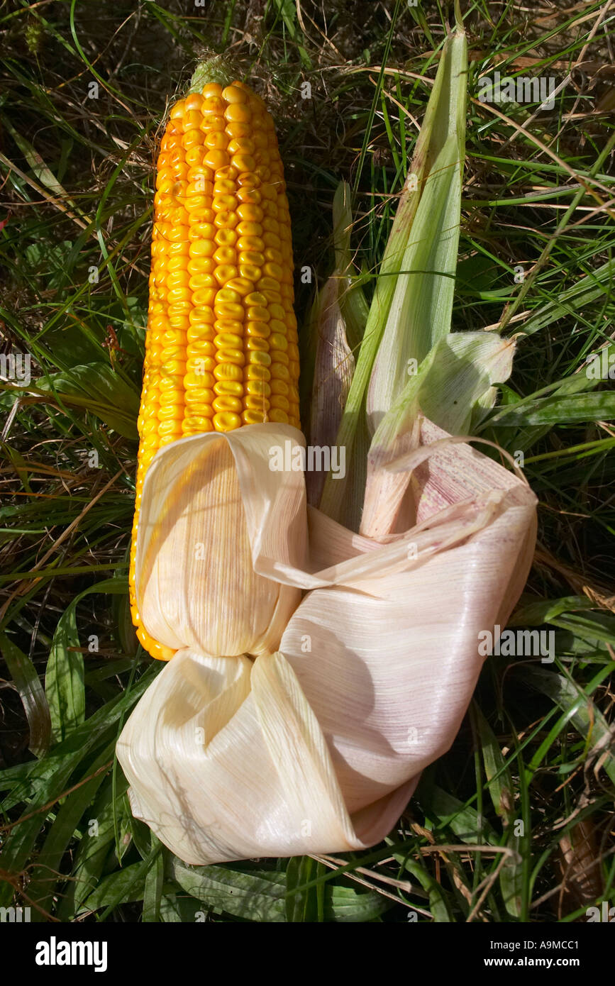 Corncob hi-res stock photography and images - Alamy