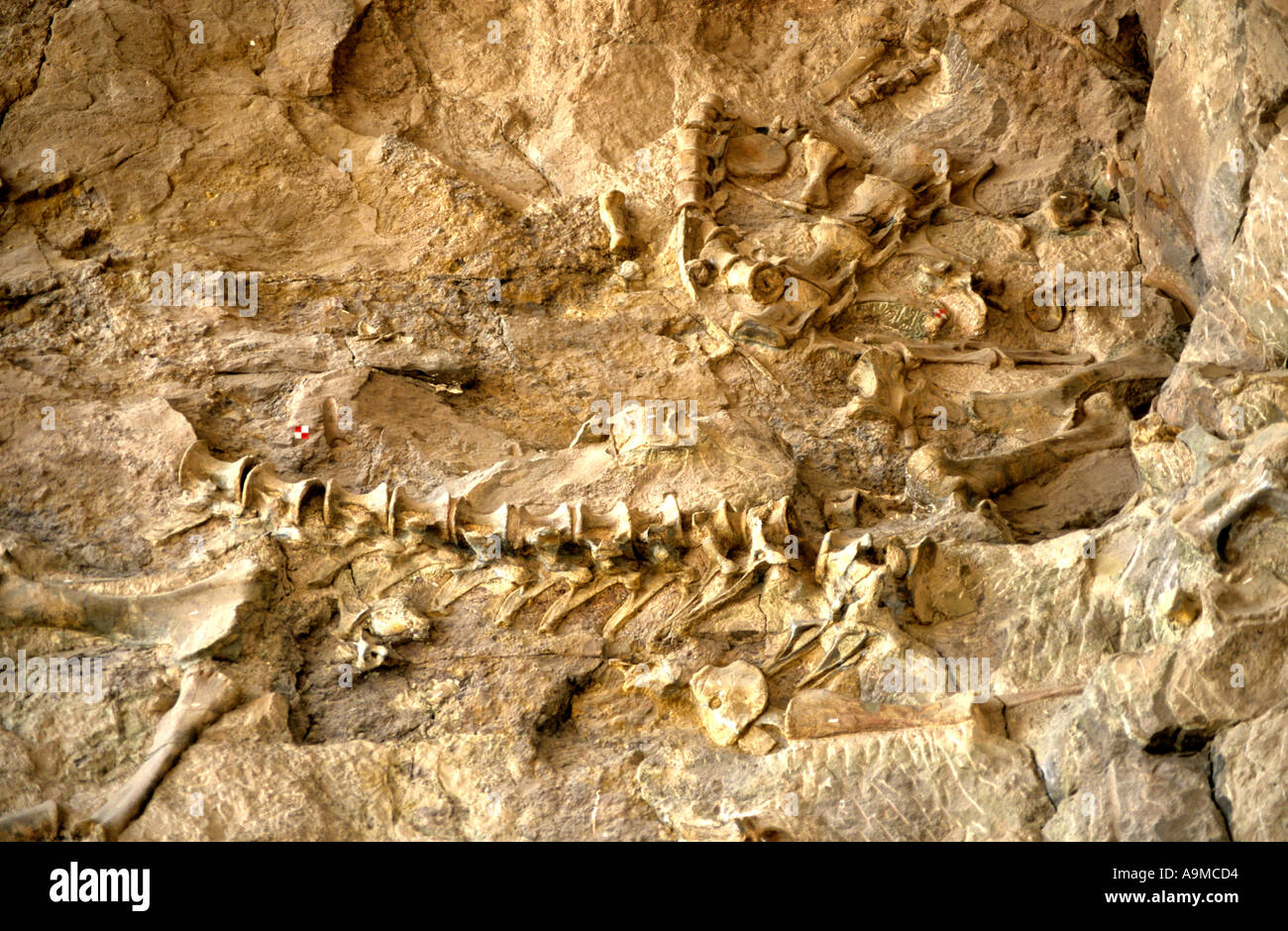 Dinosaur fossils at Dinosaur National Monument, Colorado, USA Stock
