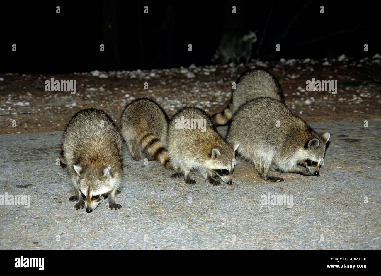 Raccoons on Deer Key, Florida, USA Stock Photo Alamy