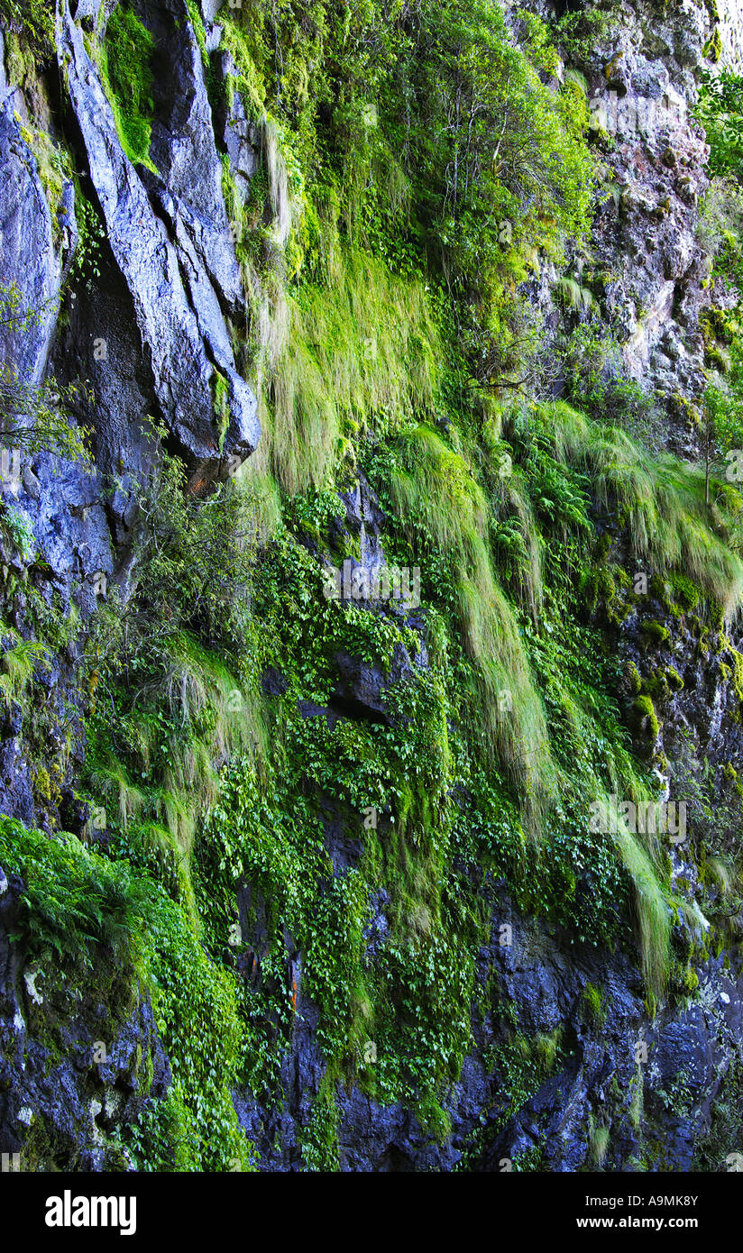 Moss And Plants Growing On The Cliff Face And Rocks Stock Photo Alamy
