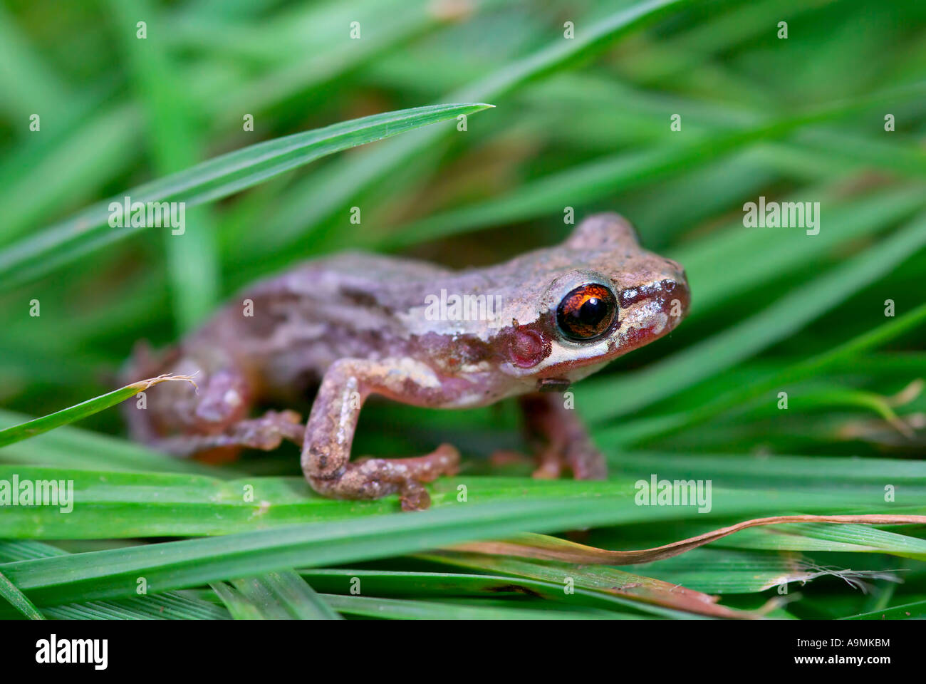 Small Little Frog Moss Stock Photo 2343354135