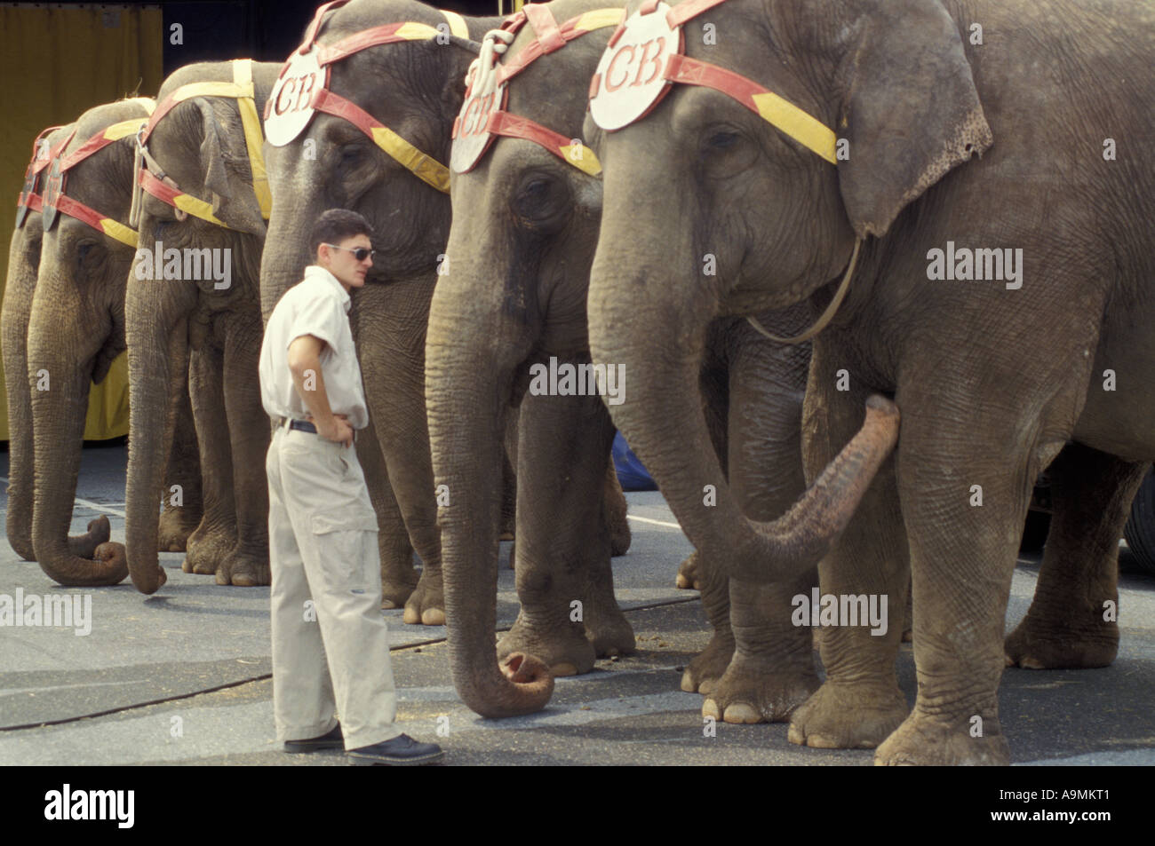 Clyde Betty /& Cole Bros Antique Photo.. Circus Elephants .. Photo Print 5x7
