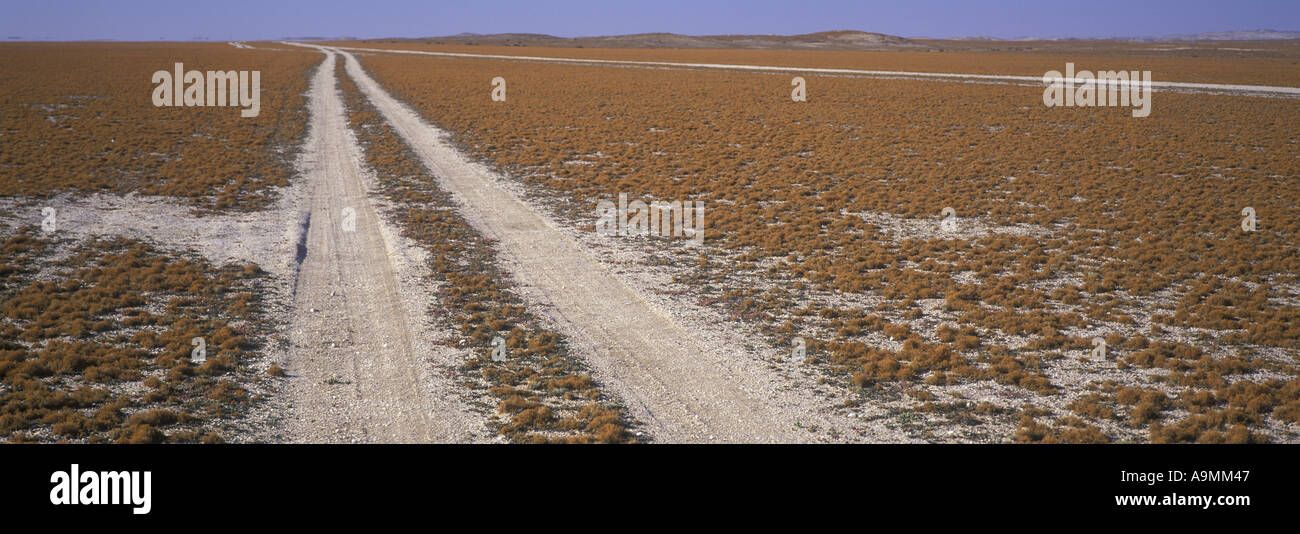 Teloschistes capensis these lichen fields are easily damaged by off road vehicles Namibia Stock Photo