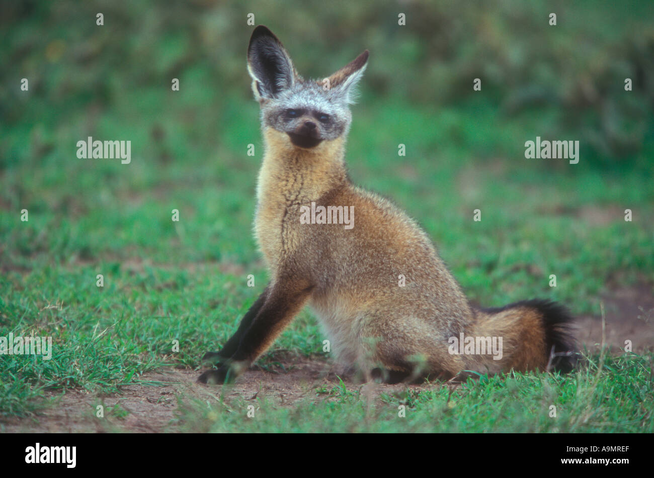 Bat Eared Fox Otocyon megalotis Stock Photo - Alamy