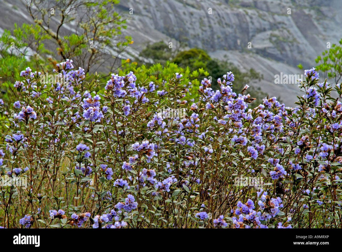 Neela kurinji flower hires stock photography and images Alamy