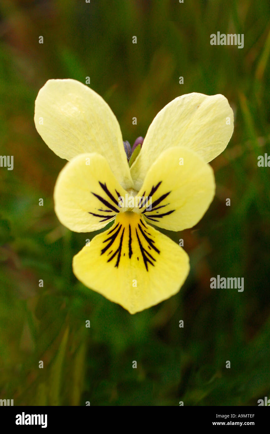 Mountain Pansy Viola lutea summer Shropshire England UK GB British Isles Europe EU Stock Photo