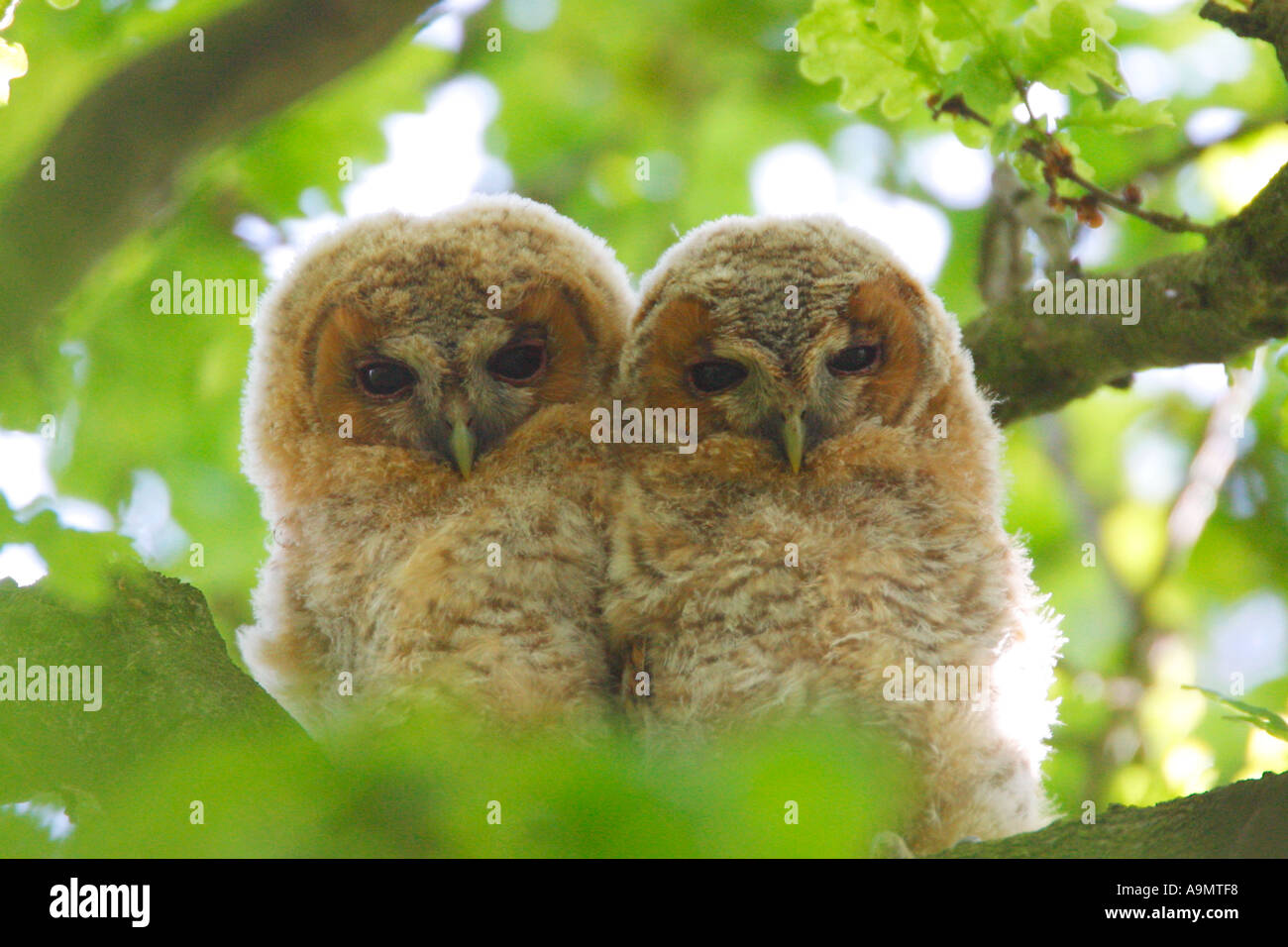 Tawny Owl Chicks Hi res Stock Photography And Images Alamy tawny-owl-chicks-hi-res-stock-photography-and-images-alamy