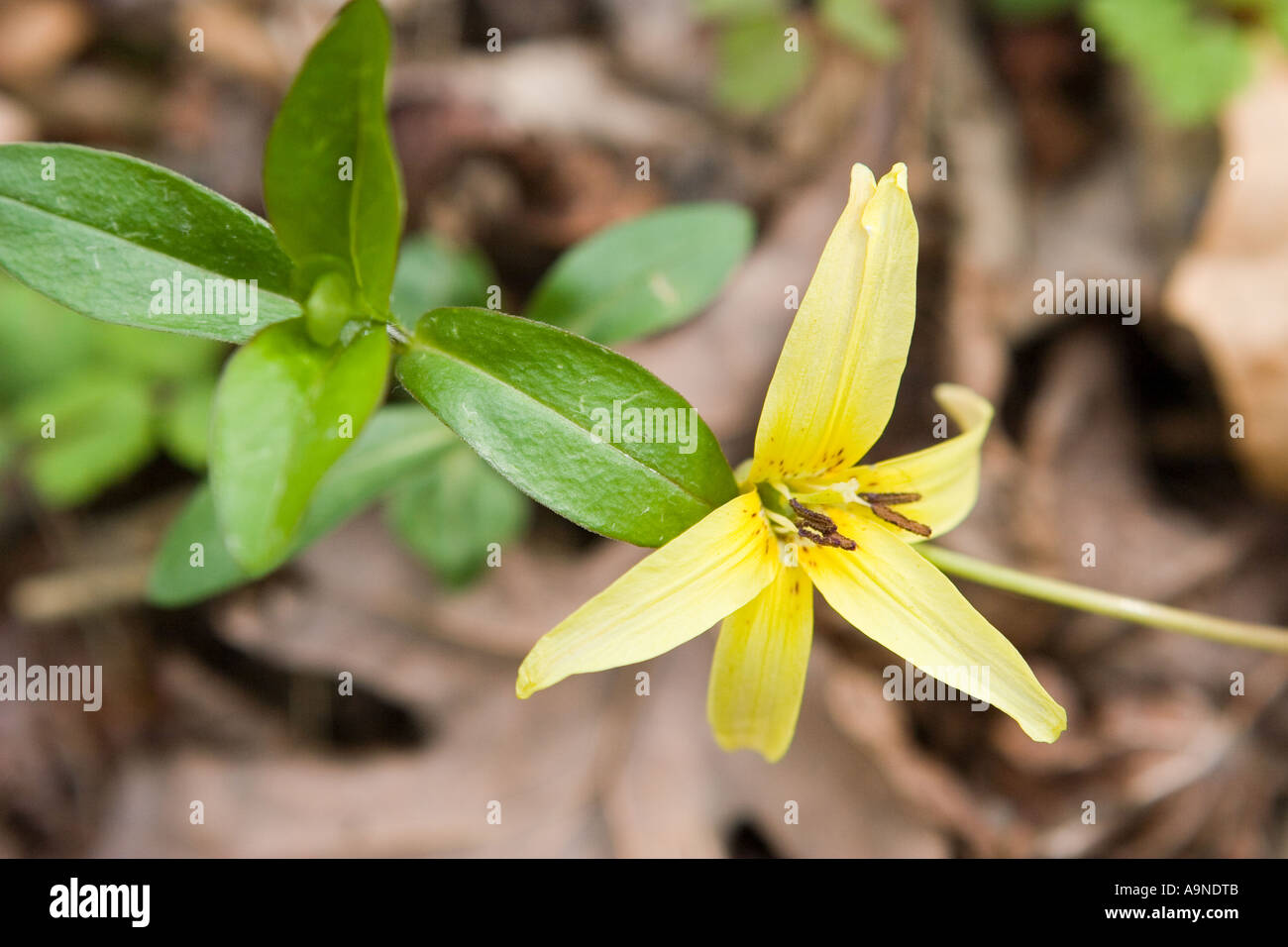 Trout Lily in the Smoky Mountains Stock Photo
