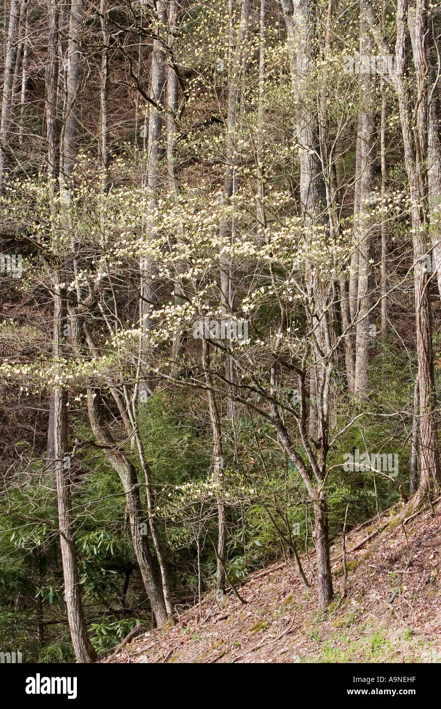 Dogwood tree in smoky mountains hires stock photography and images Alamy