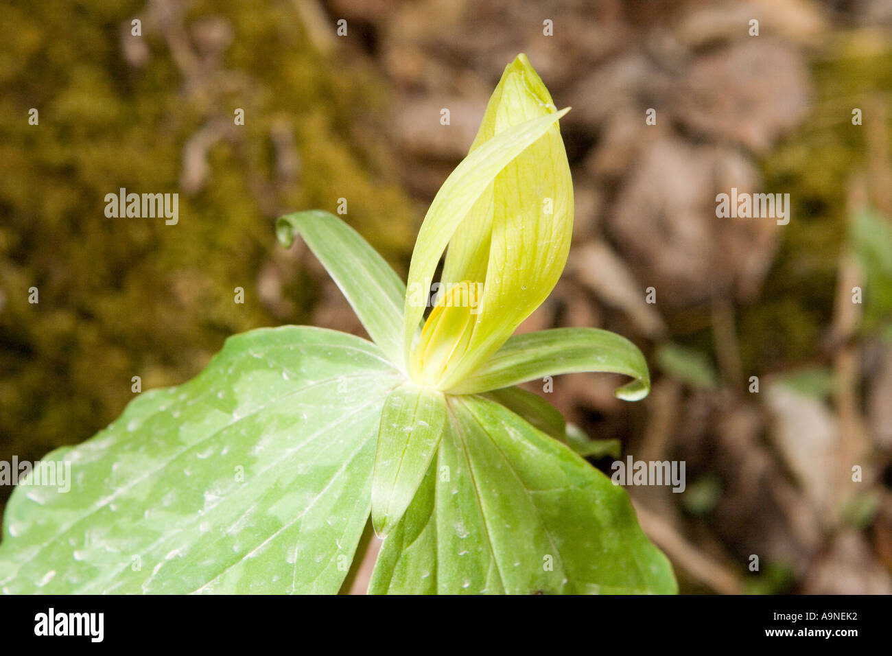 Yellow Trillium Stock Photo
