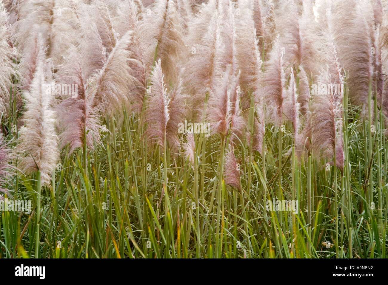 Toi Tois at type of grass reed plant blow in breeze near Helensville