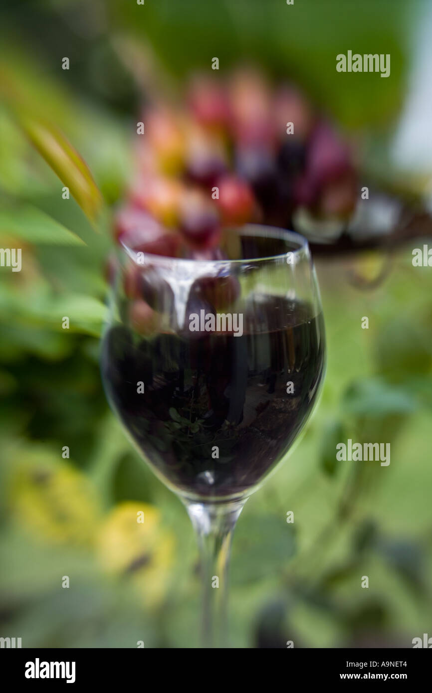 Grapes turning into wine Stock Photo Alamy