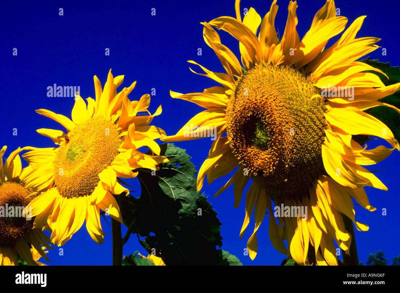 Mammoth sunflower hi-res stock photography and images - Alamy