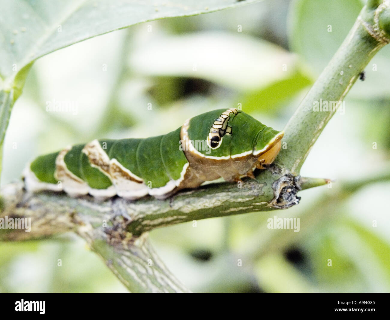 Butterfly butterflies insect cocoon worm larvae Caterpillar pupa animal