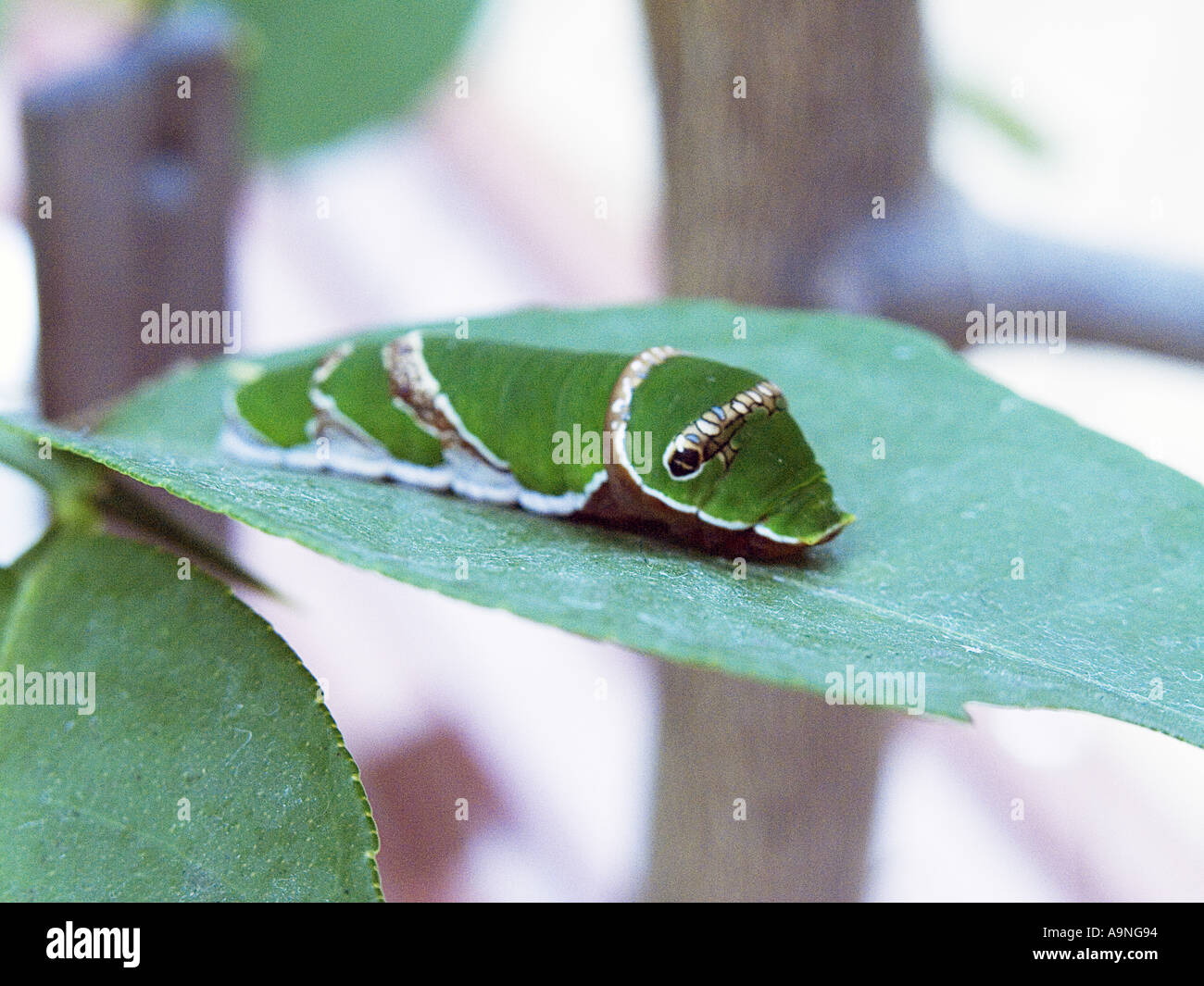 Butterfly butterflies insect cocoon worm larvae Caterpillar pupa animal