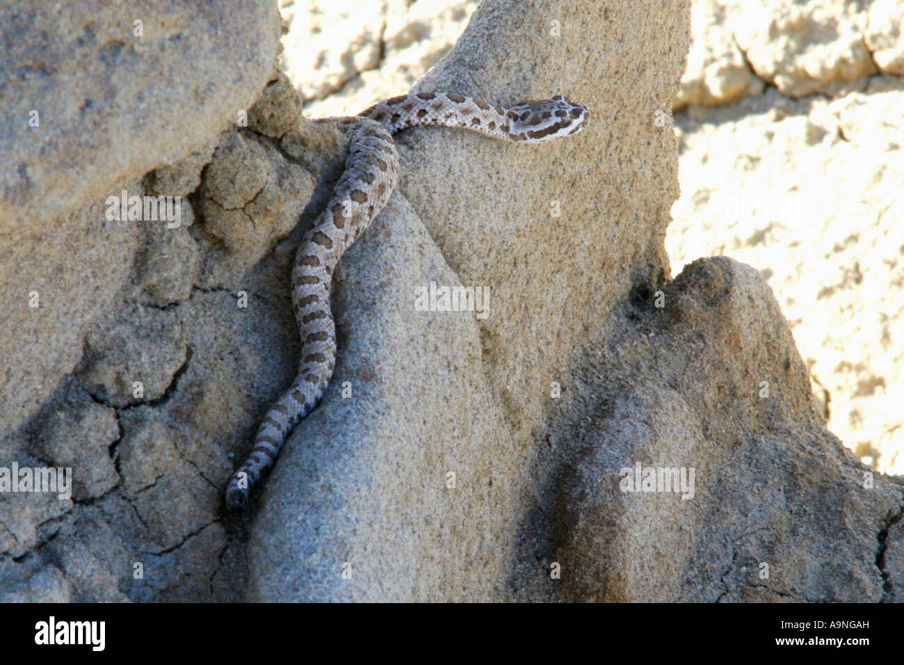 western pygmy rattlesnake, fantasy canyon, utah Stock Photo