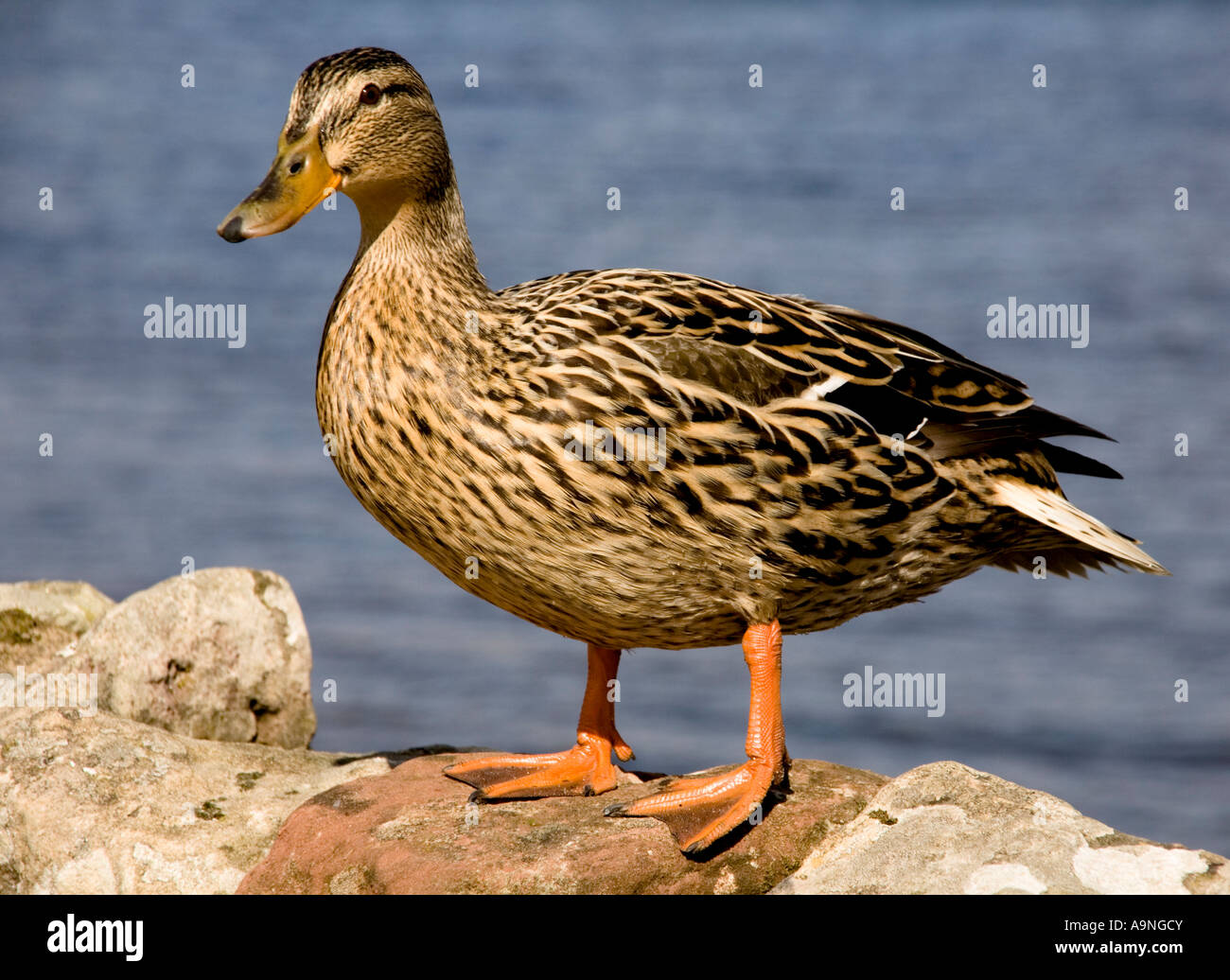 A Female Mallard Duck Stock Photo