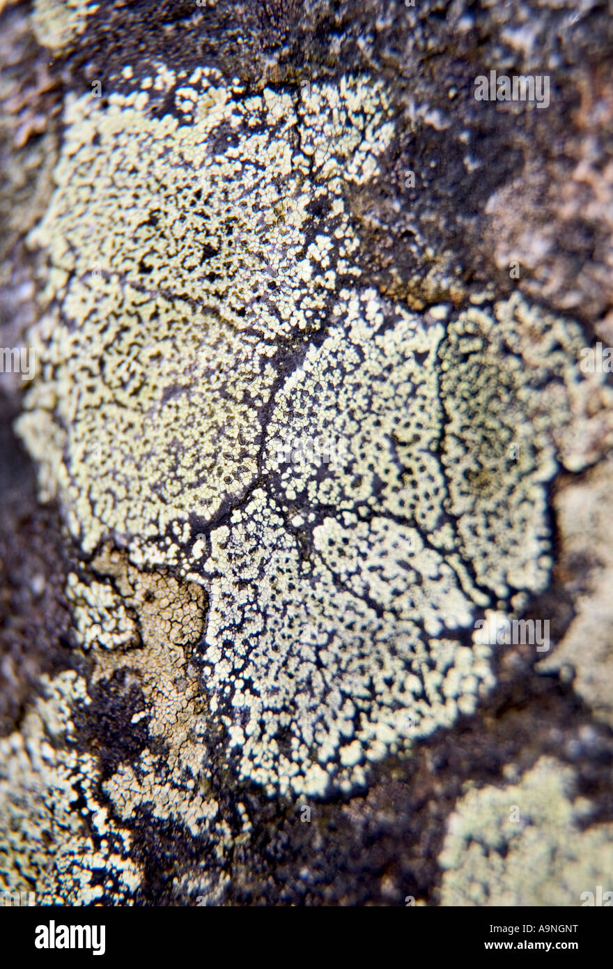 Lichen growing on a Rock Stock Photo - Alamy