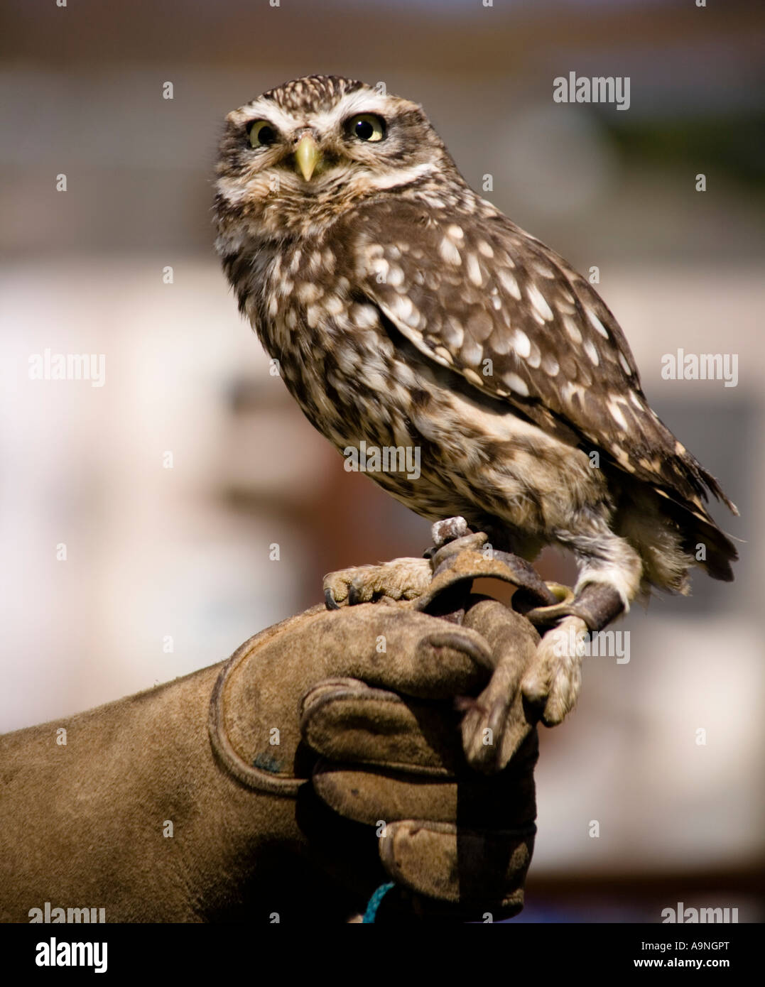 Britains smallest bird of prey the Little Owl Stock Photo