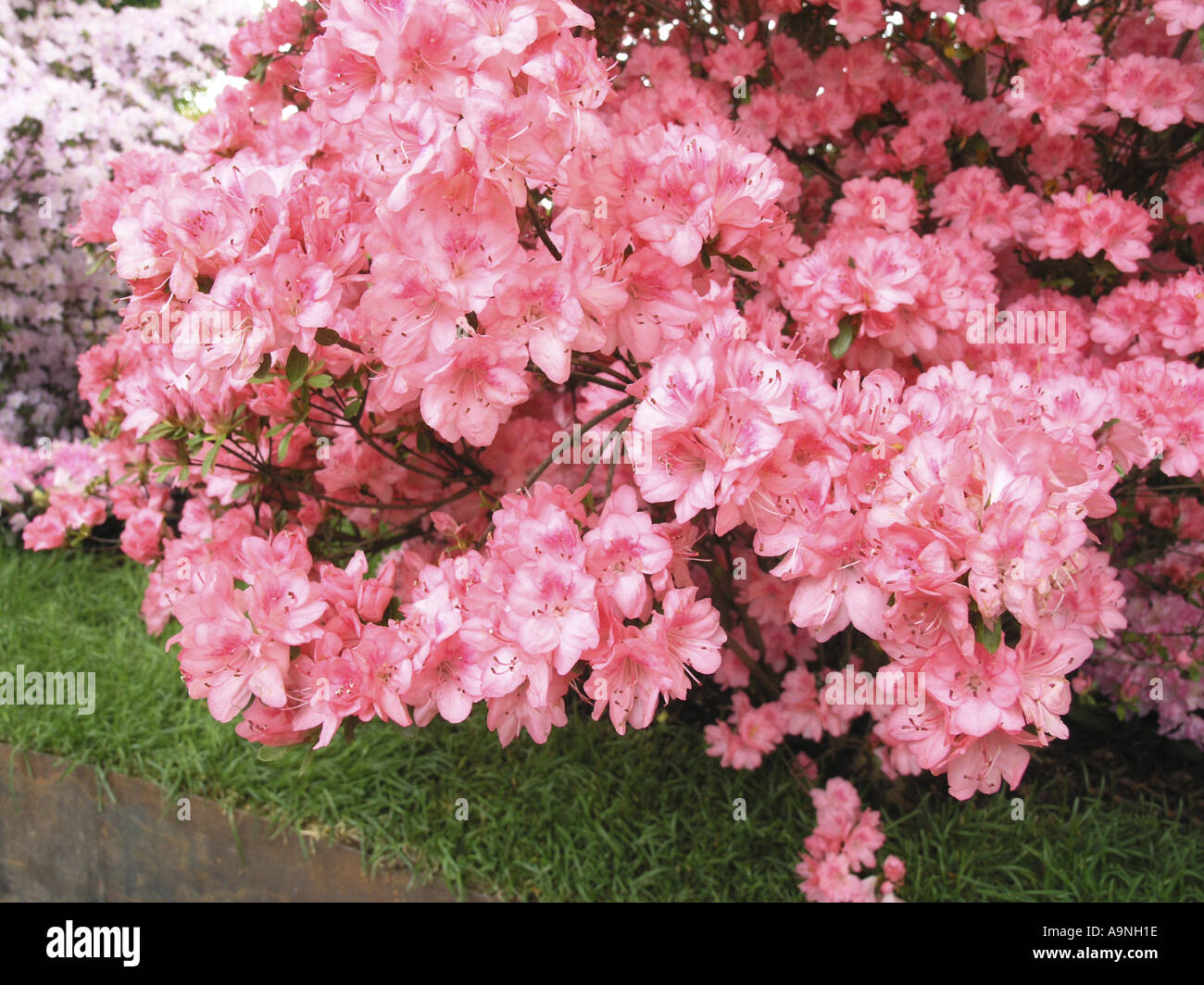 frühblühender rhododendron Früh-Rhododendron - Rhododendron praecox main image 0