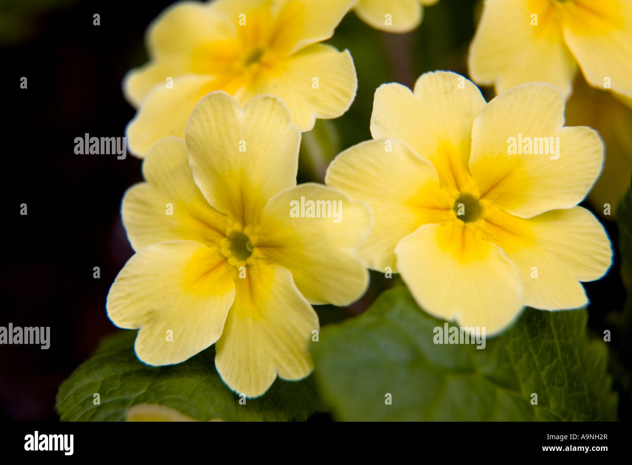 Yellow primrose primula vulgaris Stock Photo