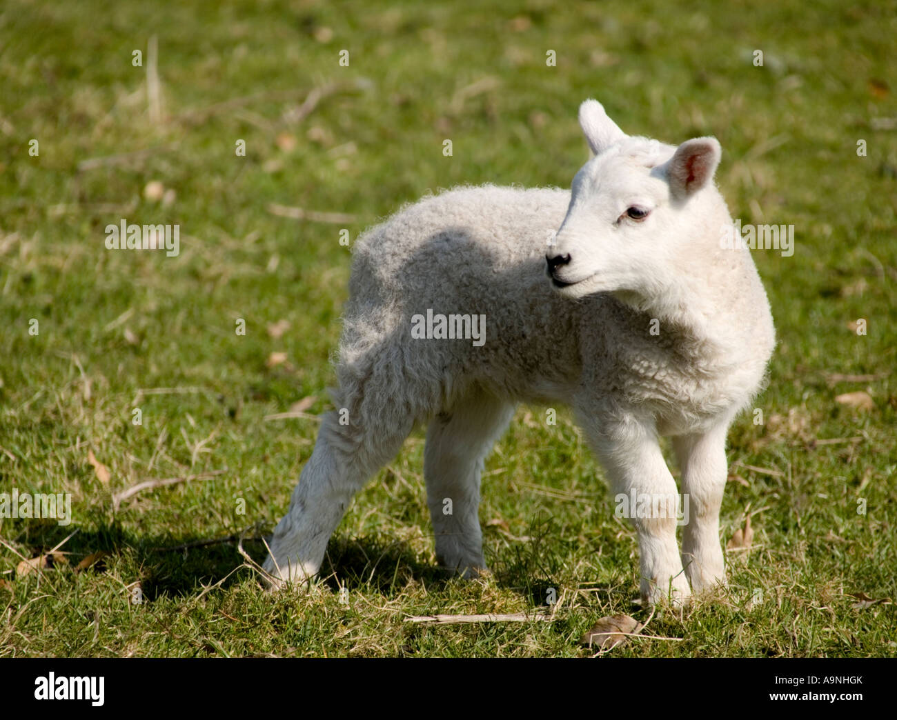 A young Spring lamb Stock Photo - Alamy