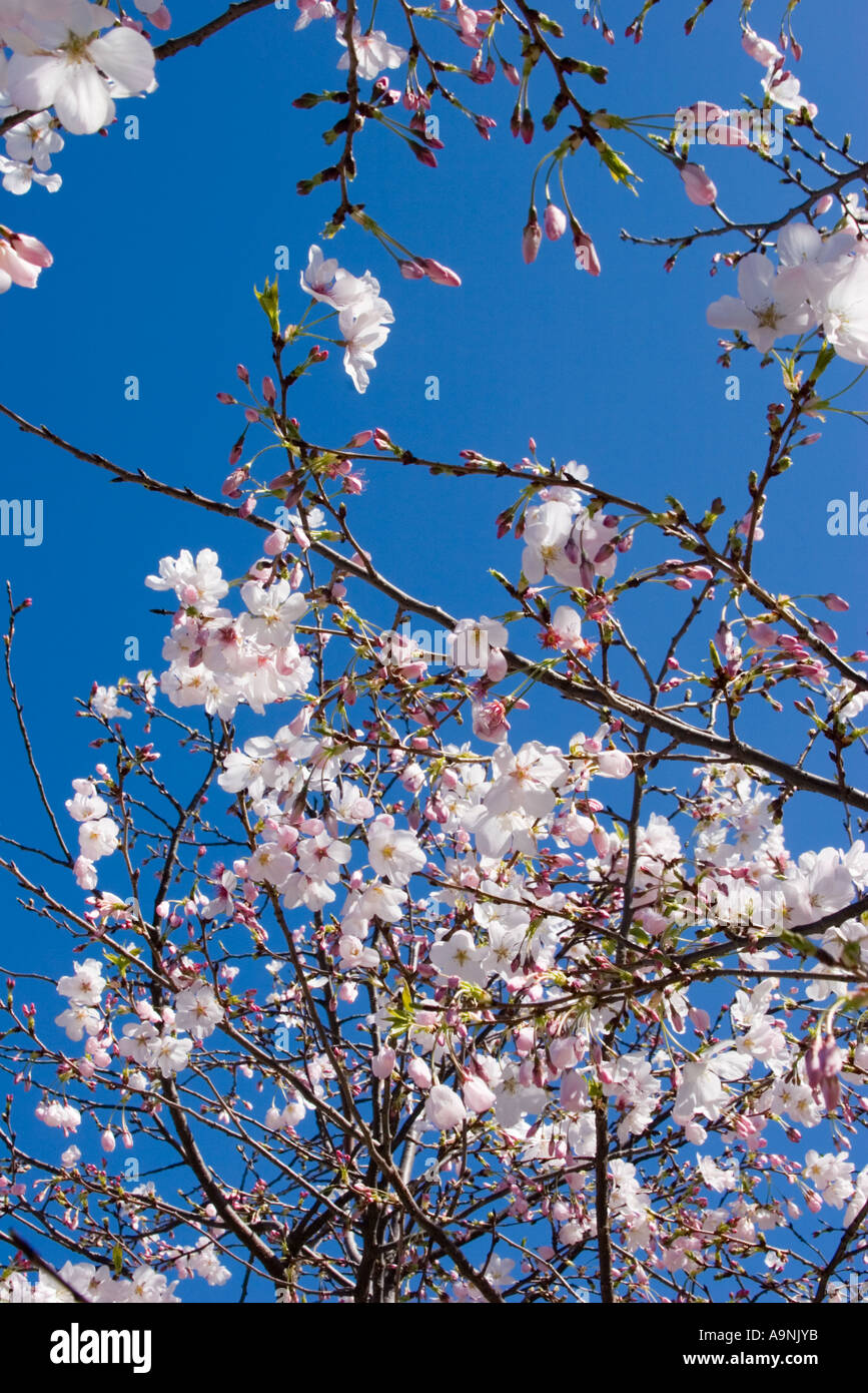 Cherry Blossoms in bloom at Peace Plaza in Japantown San Francisco