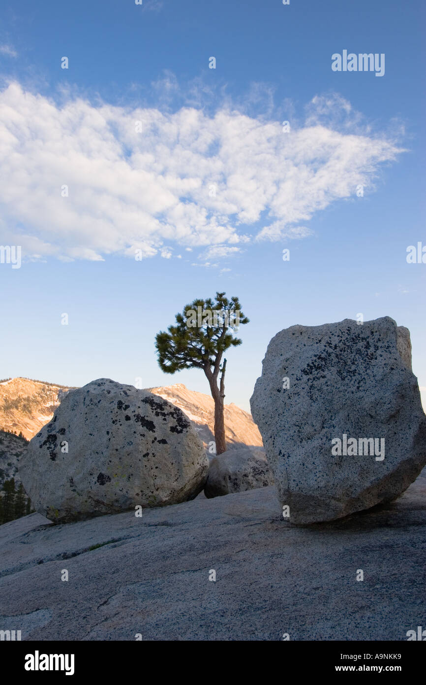 Jeffrey pine at Olmsted Point Yosemite National Park California Stock Photo