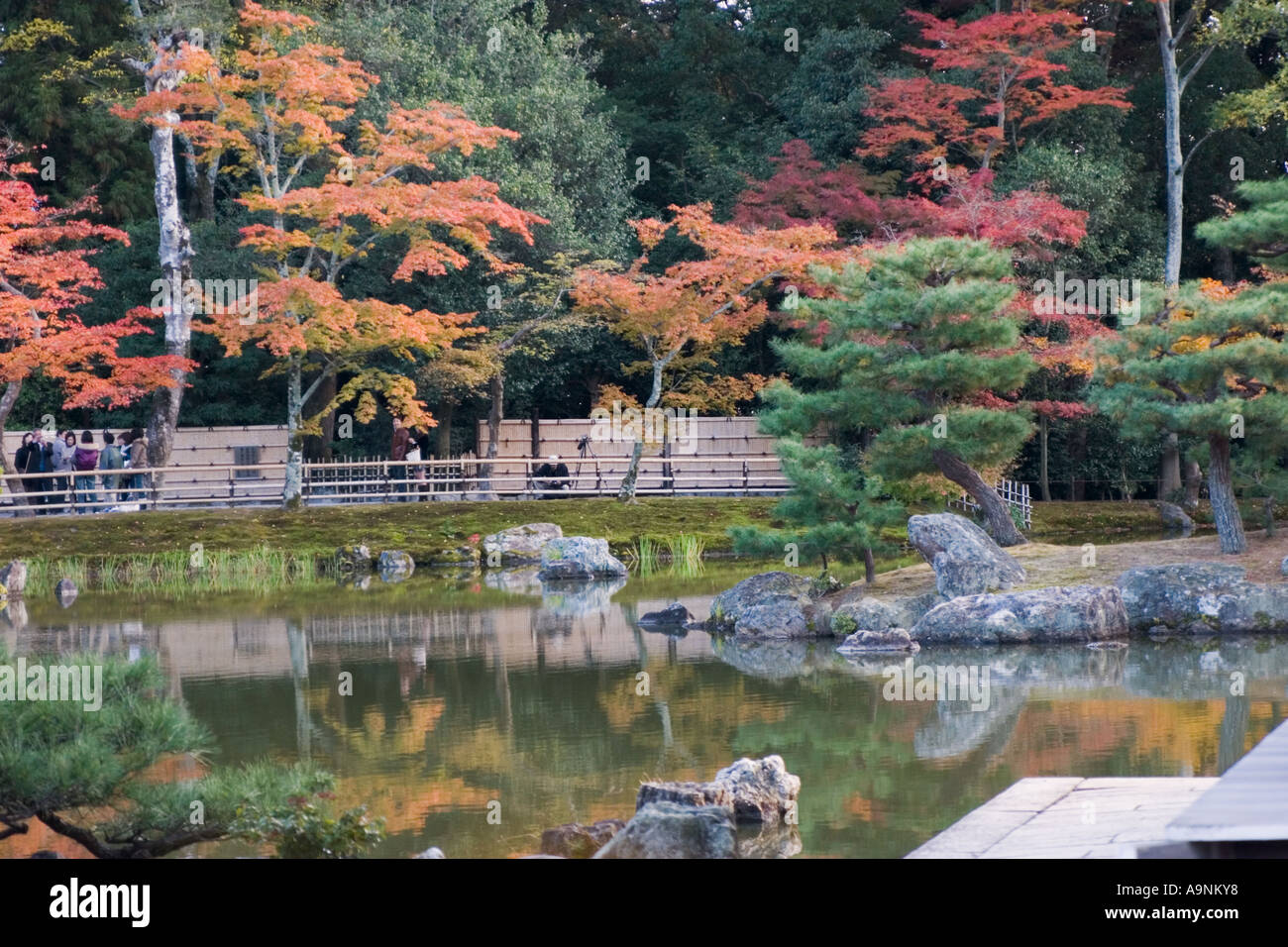 Japanese maple Acer palmatum trees in autumn colors at Kinkakuji Temple ...