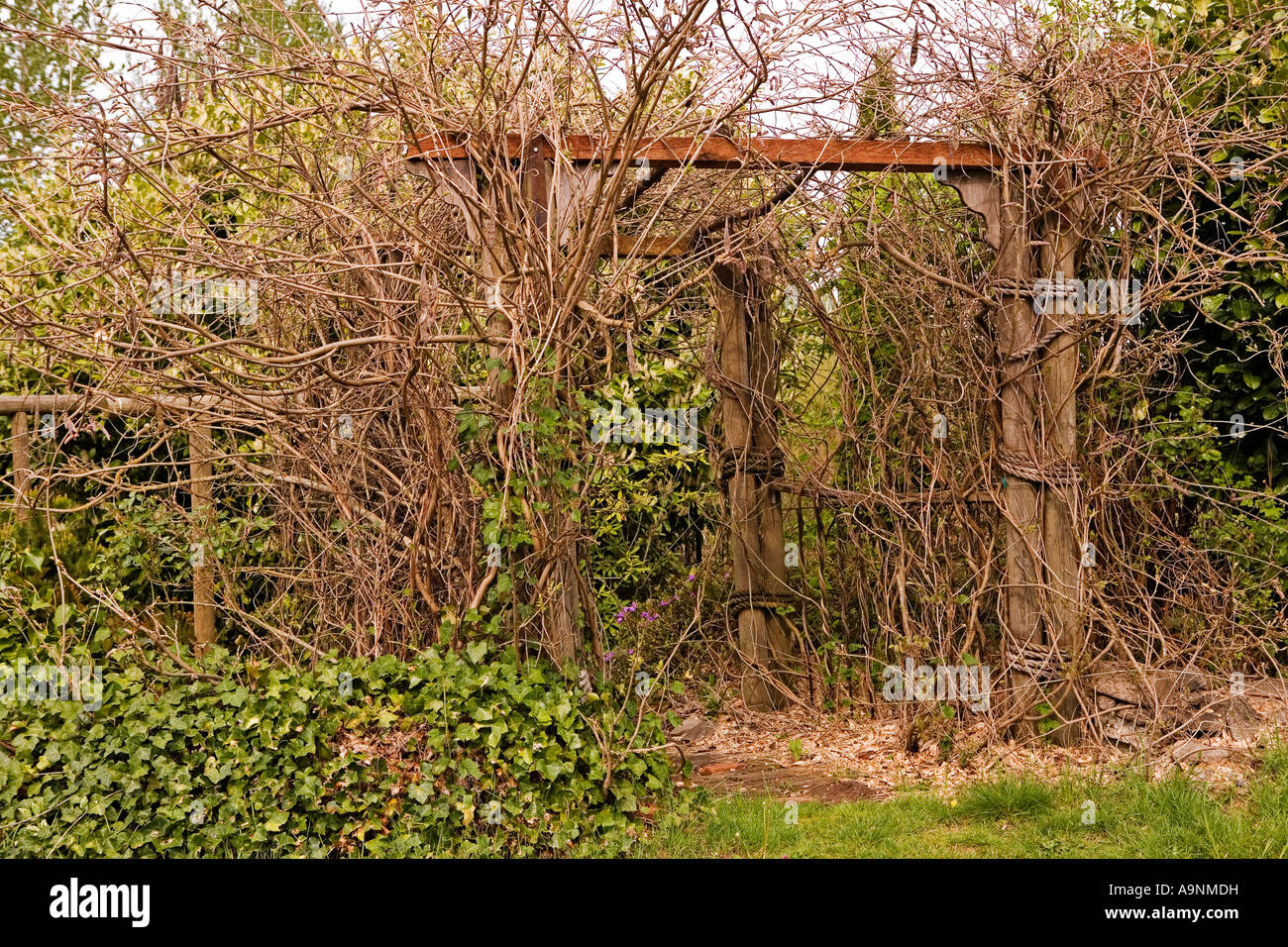 Image of a garden entrance with a stone walkway and wooden arches all covered over with a mixture of dead vines and English Ivy Stock Photo