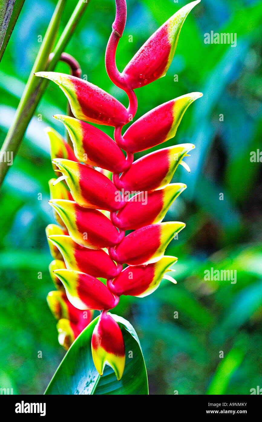Close up image of one beautiful red and yellow Lobster Claw Flower Stock Photo