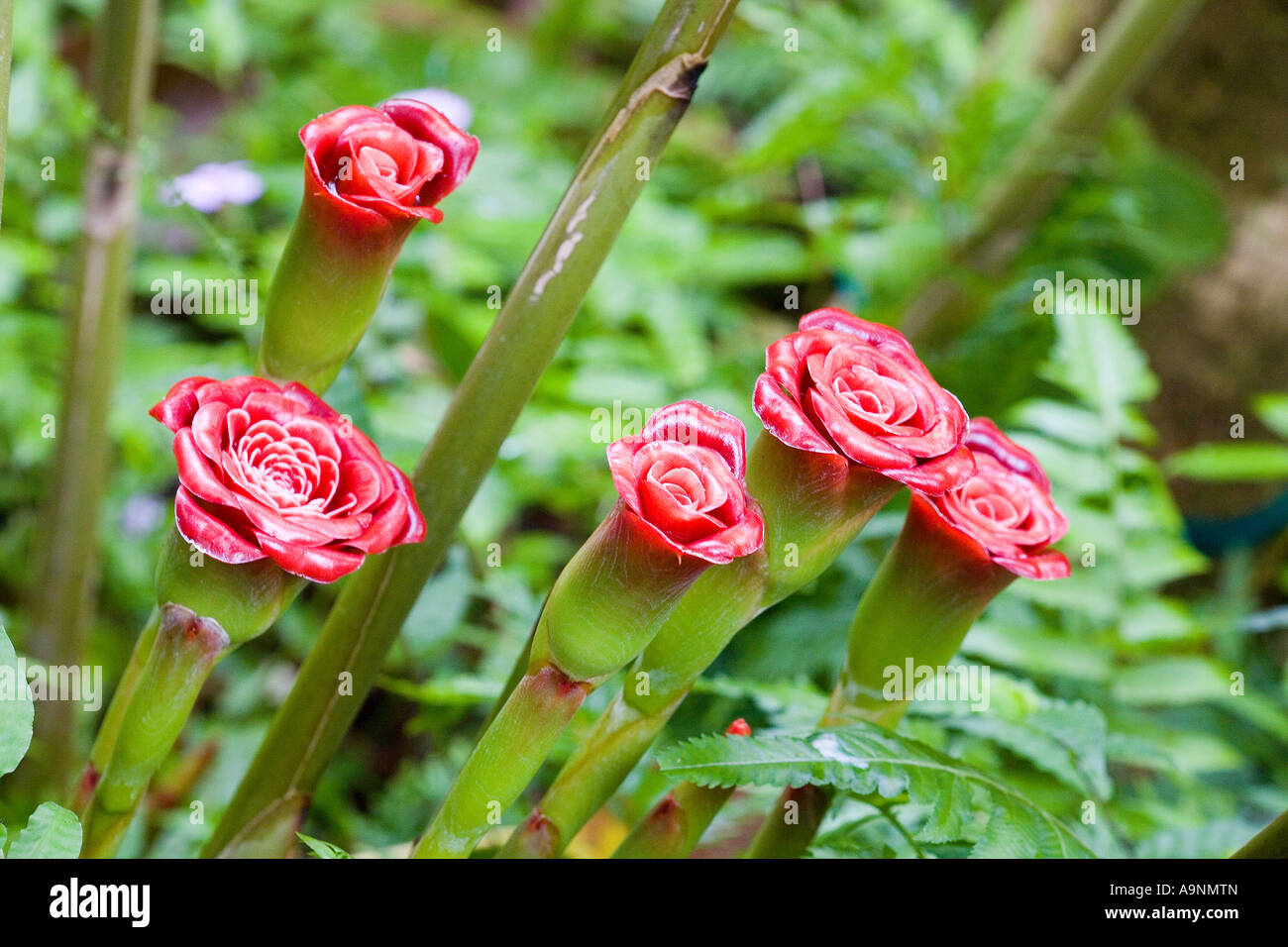 Image of a clustetr of young pink Indonesian Ginger plants Stock Photo