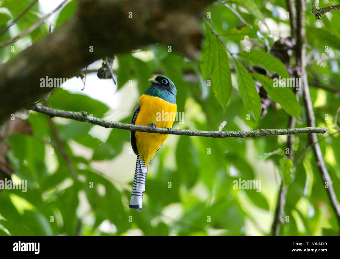 A Black-throated Trogon in the rainforest beside Achiote road on the Caribbean slope, Republic of Panama. Stock Photo