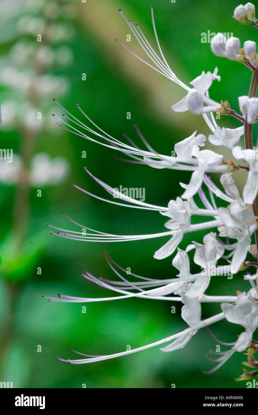 Cats whiskers plant hires stock photography and images Alamy