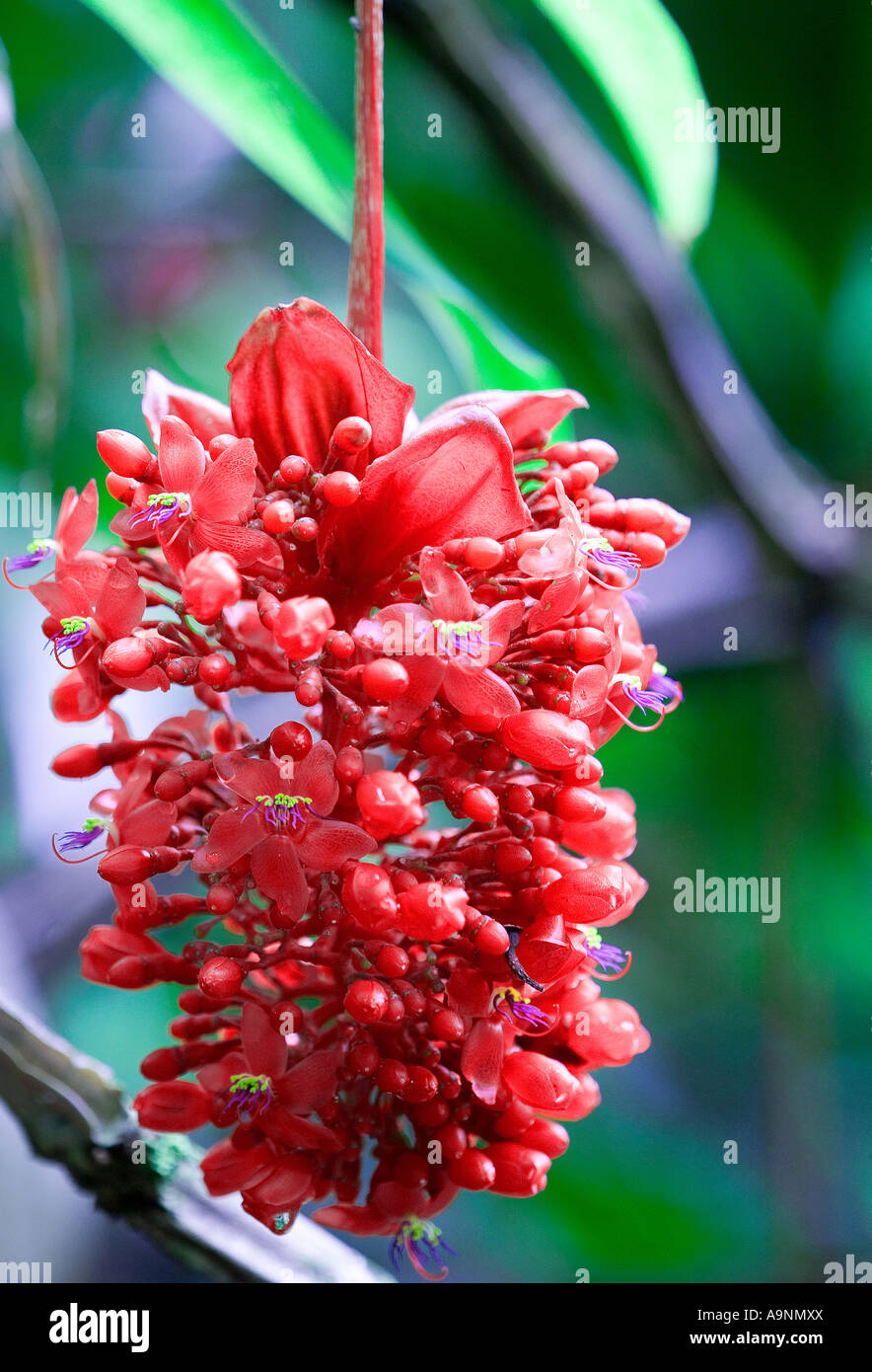 Image of a Wheel of Fire cluster of reddish pink flowers hanging from a branch standing out from a blurred green background Stock Photo