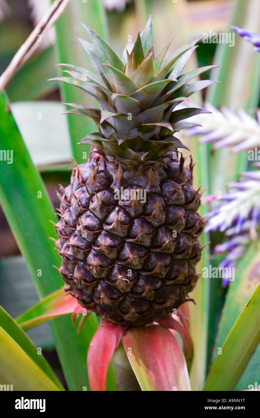 Image of a single dwarf pineapple fruit growing in its natural