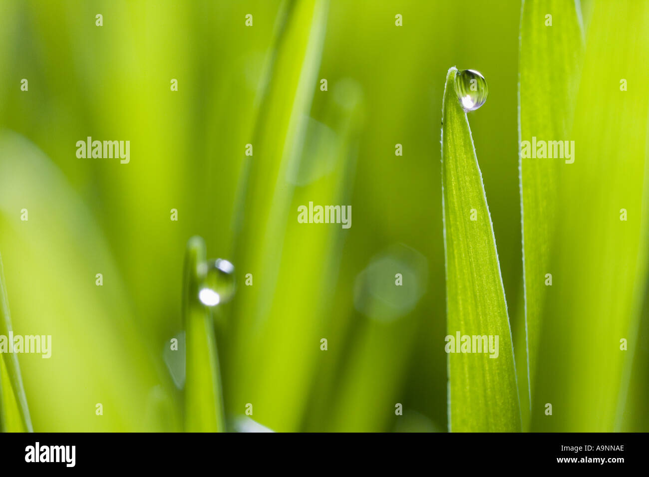 Drops of water on blades of grass Stock Photo Alamy