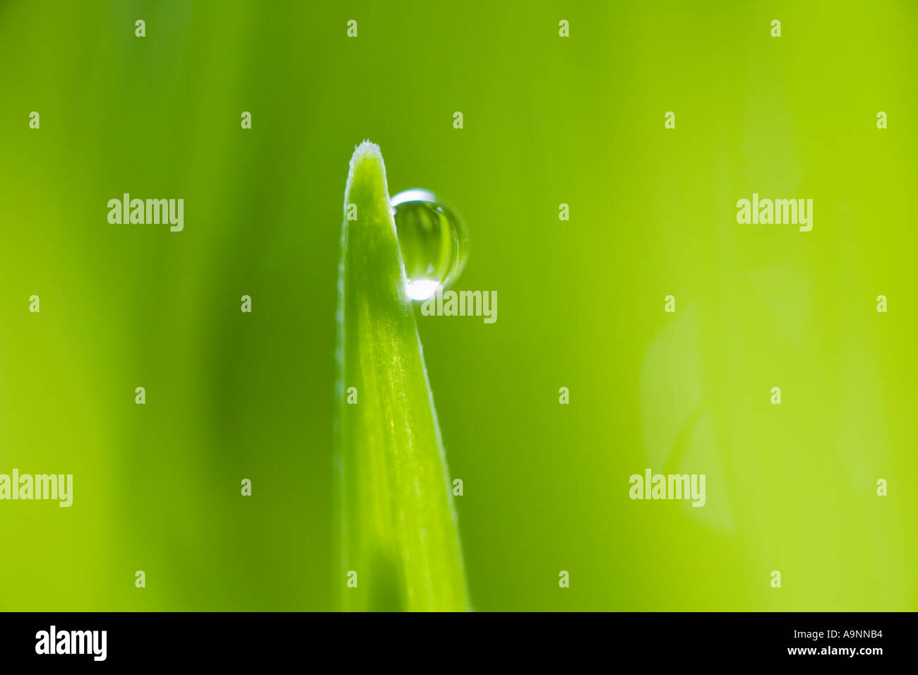 Drop of water on blade of grass Stock Photo Alamy