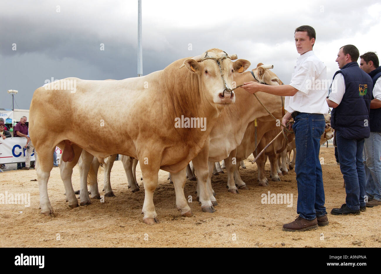 Cattle Fayre in Parthenay, France Stock Photo