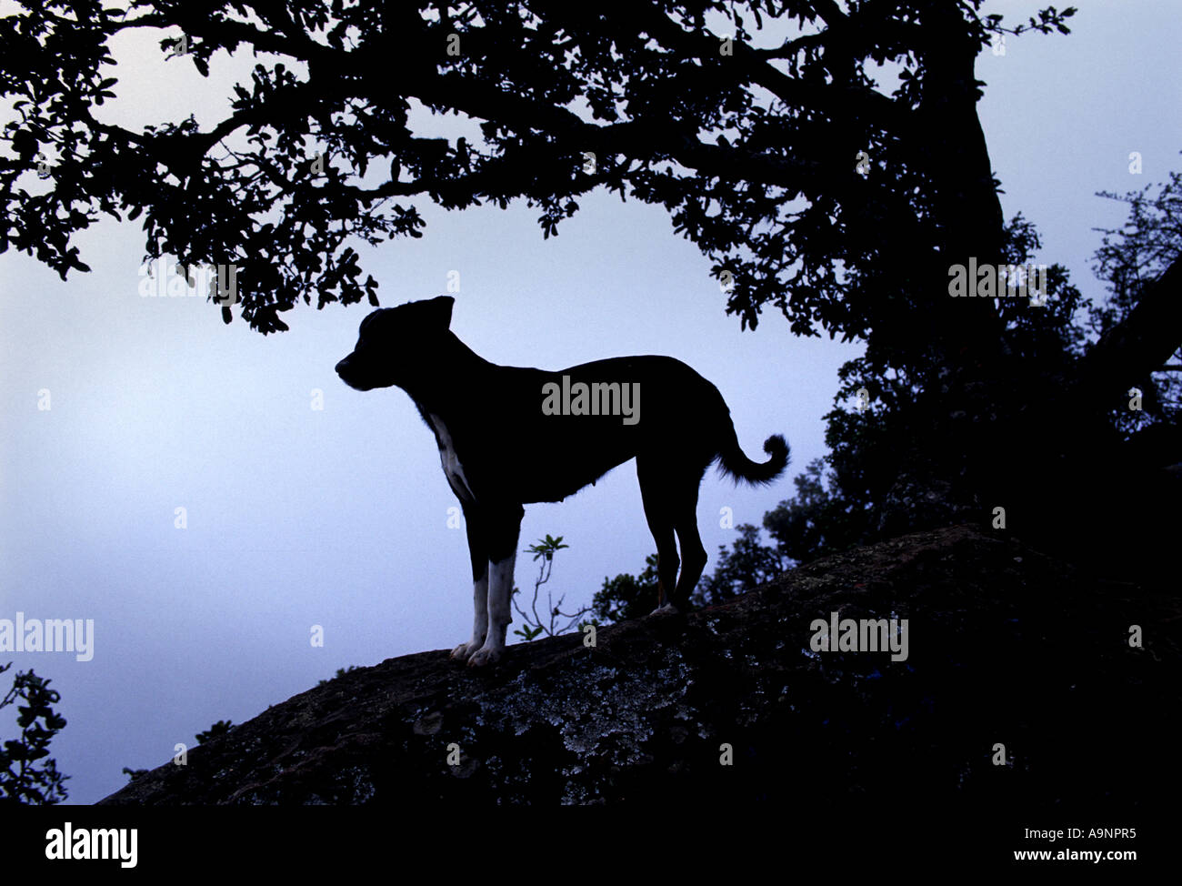 A STRAY DOG ON THE VOLCAN SAN PEDRO NEAR SAN PEDRO LA LAGUNA ON THE